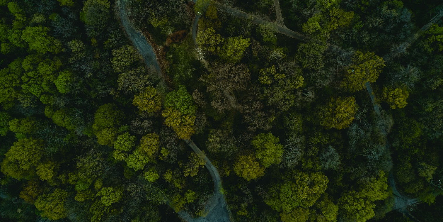 Tree Ledger Background